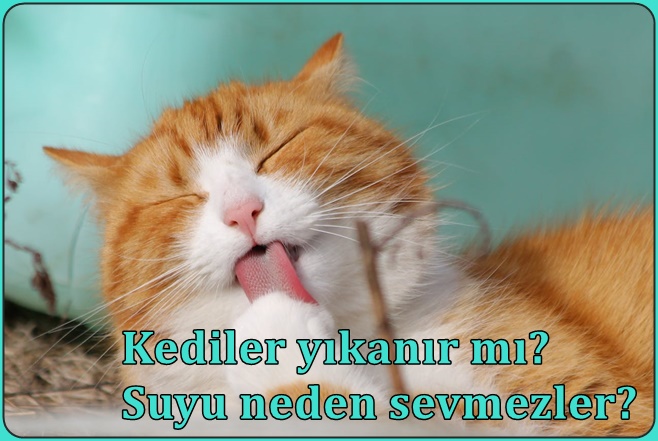 Kediler yıkanır mı? Suyu neden sevmezler?